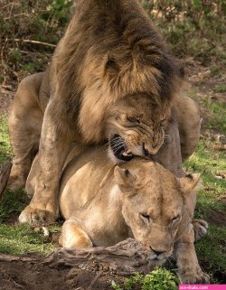pornografia tanzania