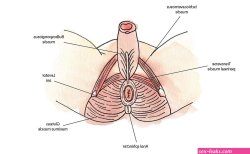 PREMATURE EJACULATION AND HOW YOUR PENIS FUNCTIONS Pelvic Health Specialist