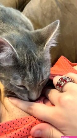 Sexy cat licking the ladys pussy with great passion