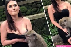 Female tourist exposes her boobs after cheeky monkey pulls her dress down on Bal