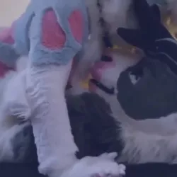 Deer fucks Husky