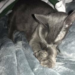 sleepych3w