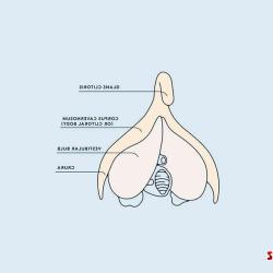 clitoris pictures before and after testosterone