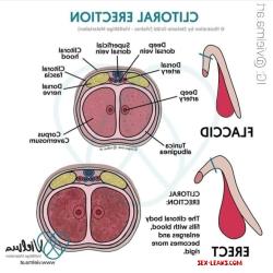 clitoris pictures before and after testosterone