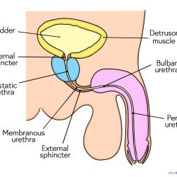 urethra fuck