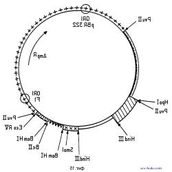 pyu-113
