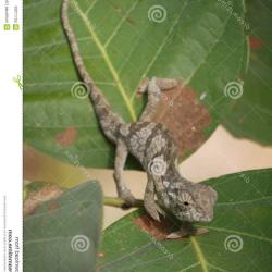 necked zmbia images