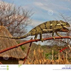 necked zmbia images