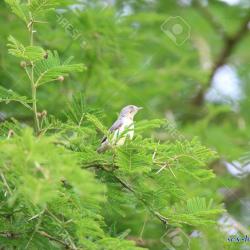necked zmbia images