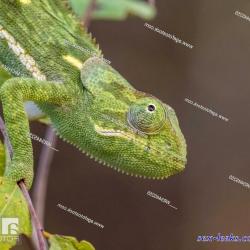 necked zmbia images